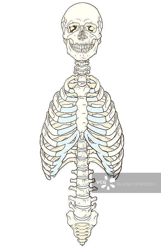轴向骨骼图片素材