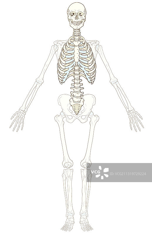轴向骨骼图片素材