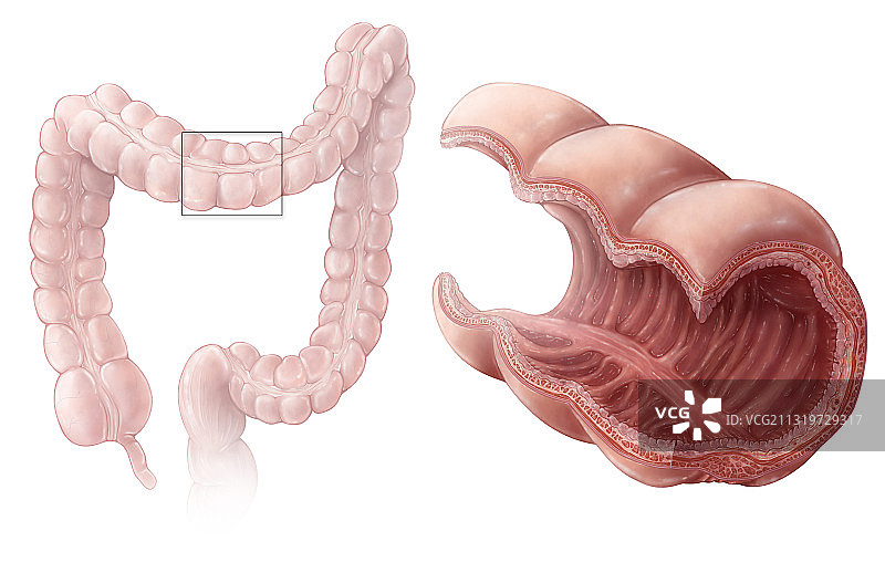 大肠黏膜图片素材