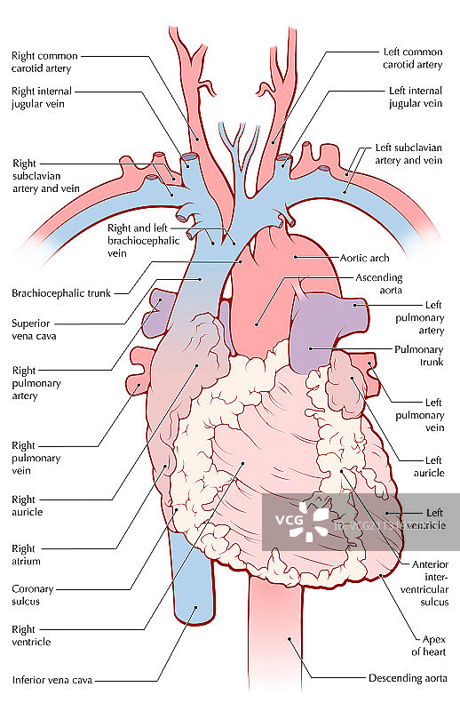 心脏解剖图片素材
