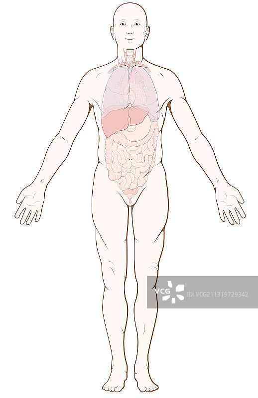 人体内脏器官图片素材