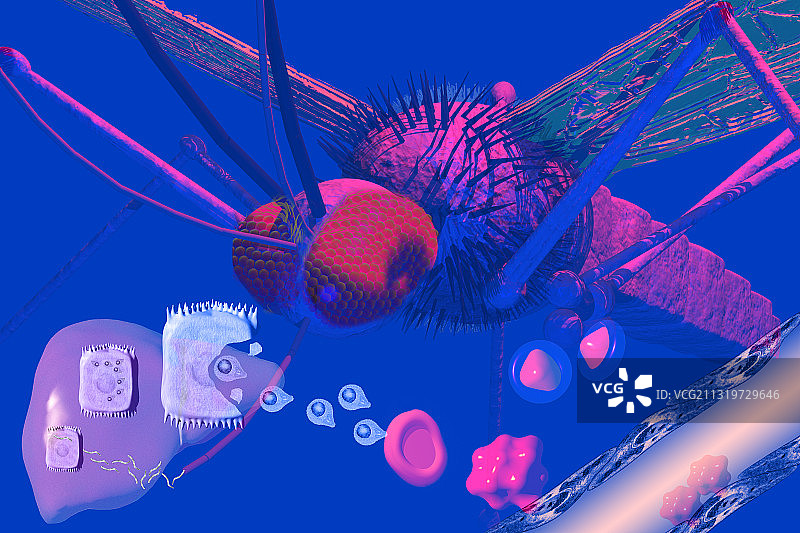 疟疾周期图片素材