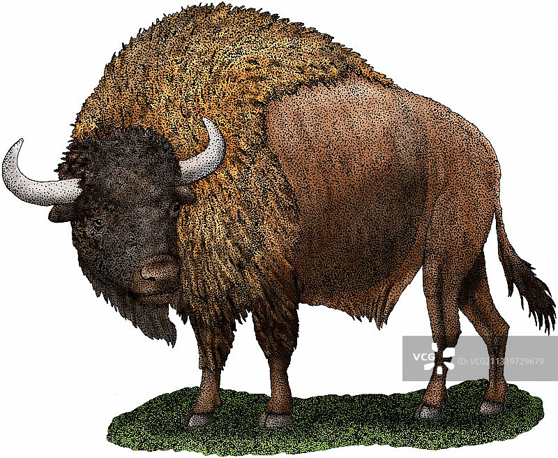 古代野牛图片素材