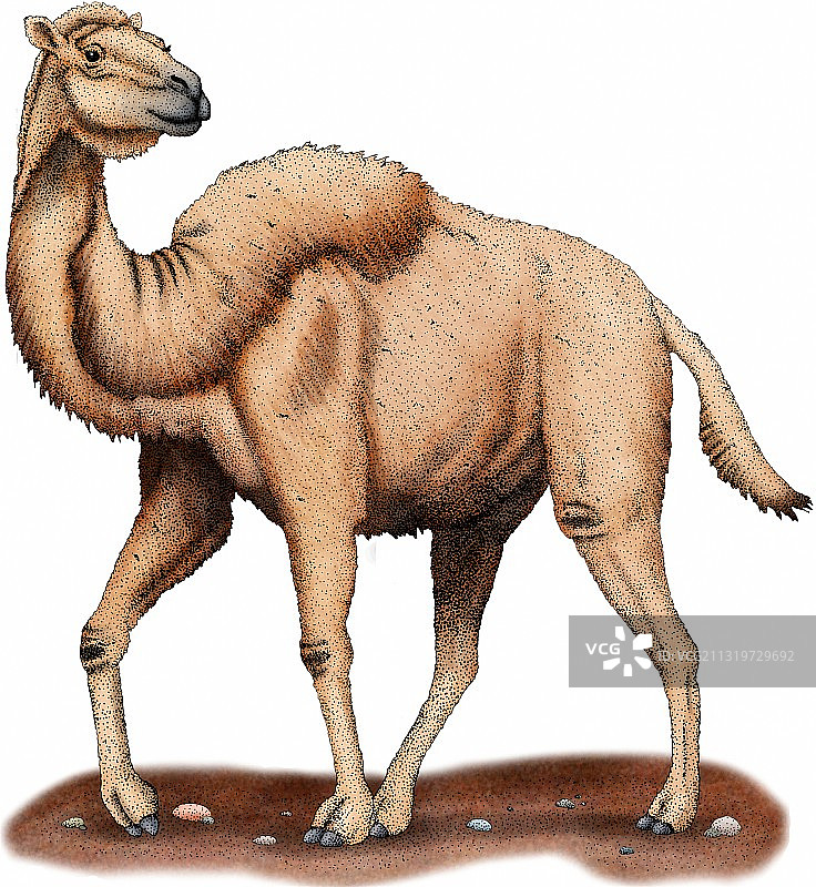 西方骆驼图片素材