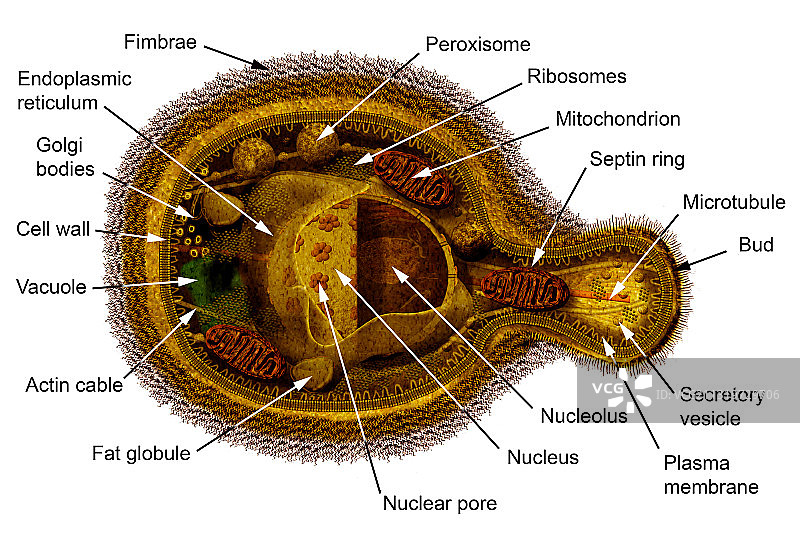 白色念珠菌酵母细胞图片素材