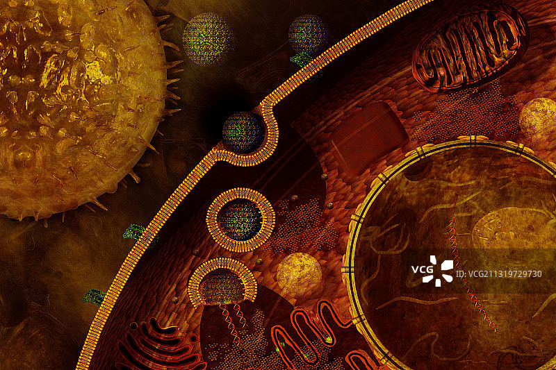感染细胞的巨细胞病毒 (CMV)图片素材