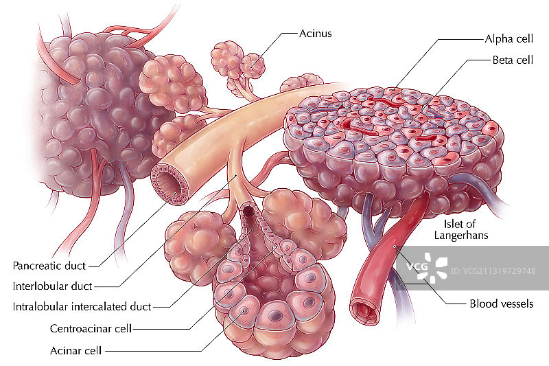 胰岛图片素材