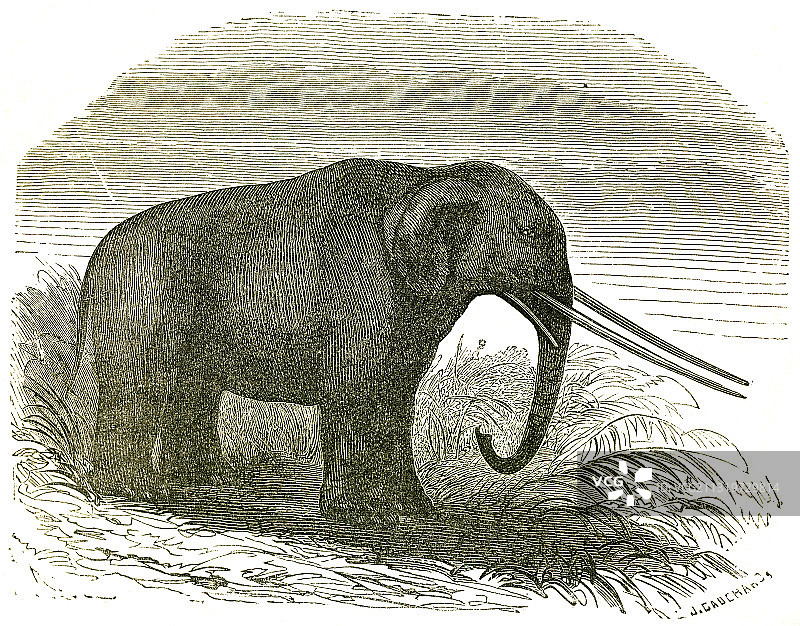 猛犸象图片素材