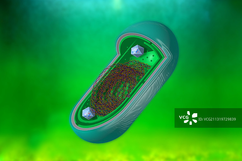 蓝细菌插图图片素材