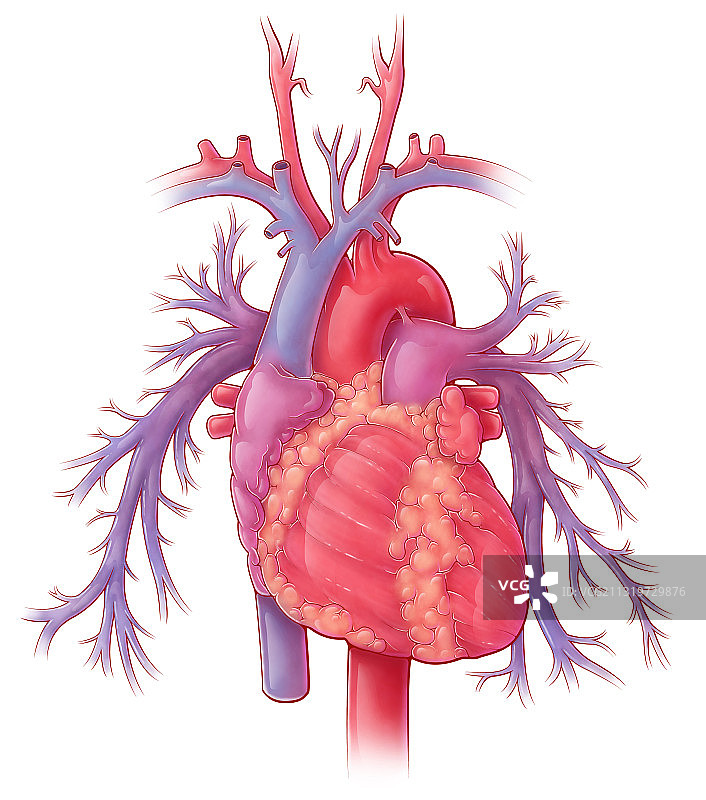 带有肺动脉的爱心插画图片素材