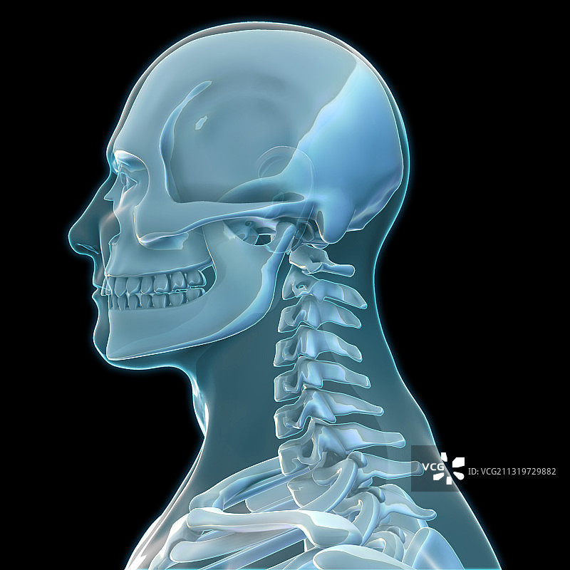 人体骨骼艺术作品图片素材