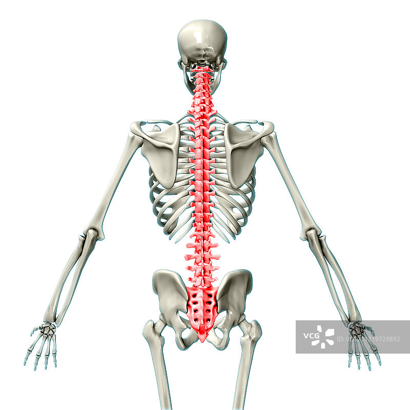 脊椎骨插画图片素材