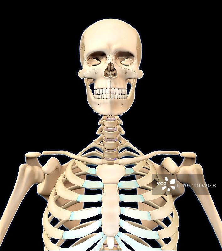 人体骨骼上半身图片素材