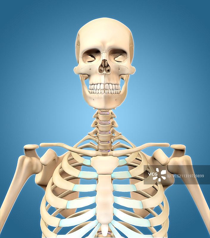 人体骨骼上半身图片素材