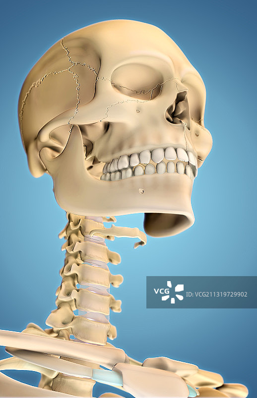 人体骨骼头部和颈部图片素材