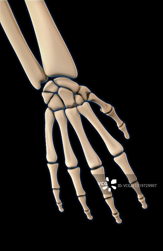 手部骨骼背面图图片素材