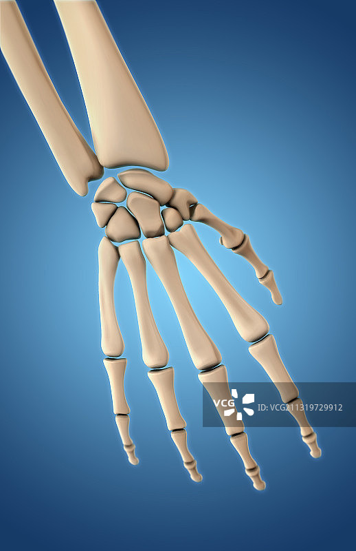 手部骨骼背面图图片素材