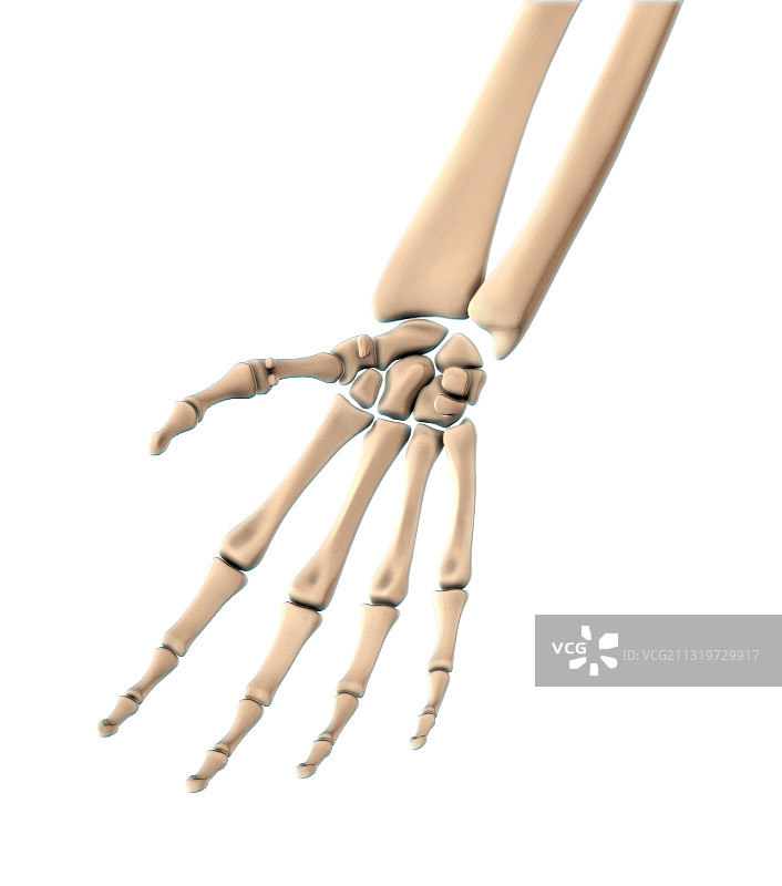 手骨掌面图图片素材