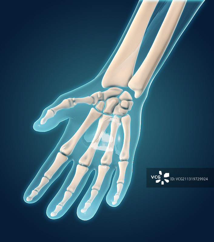 手骨掌面图图片素材