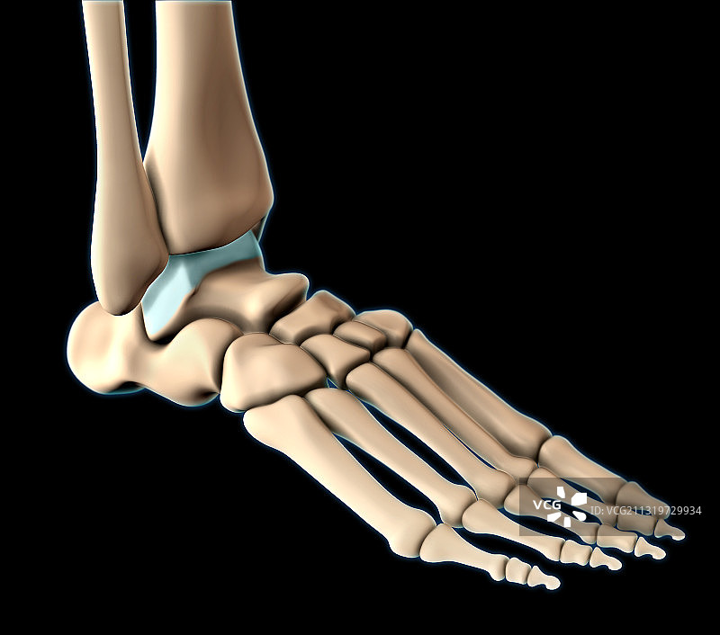 足部骨骼图示图片素材