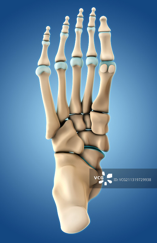 足部骨骼足底视图图片素材