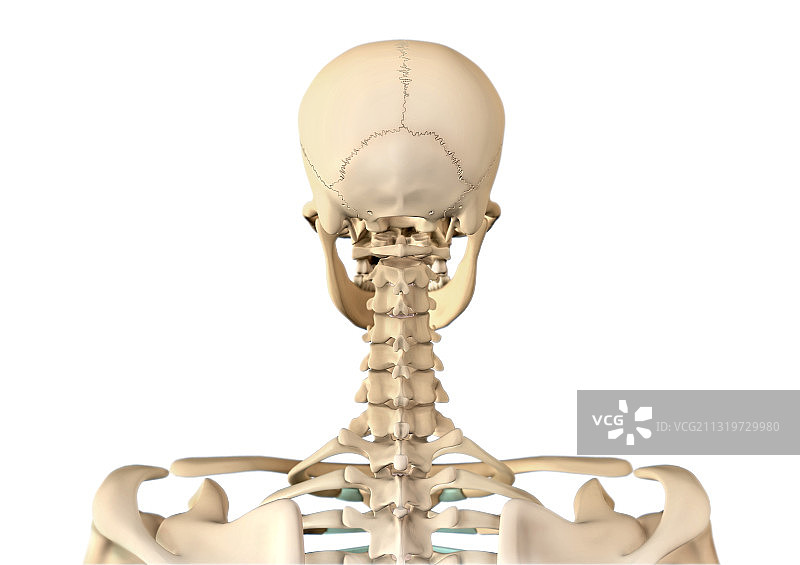 人体骨骼头部和颈部图片素材