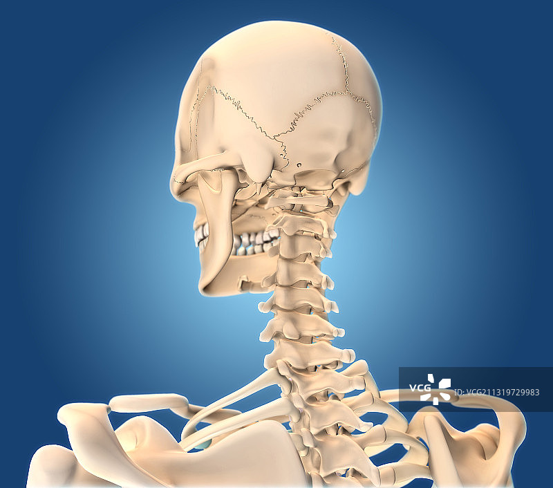 人体骨骼头部和颈部图片素材