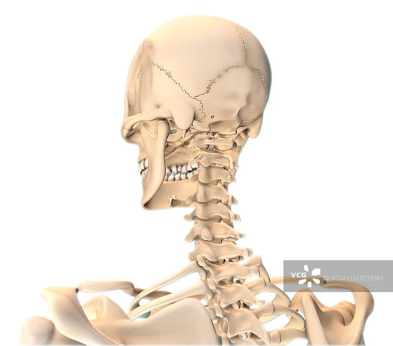 人体骨骼头部和颈部图片素材