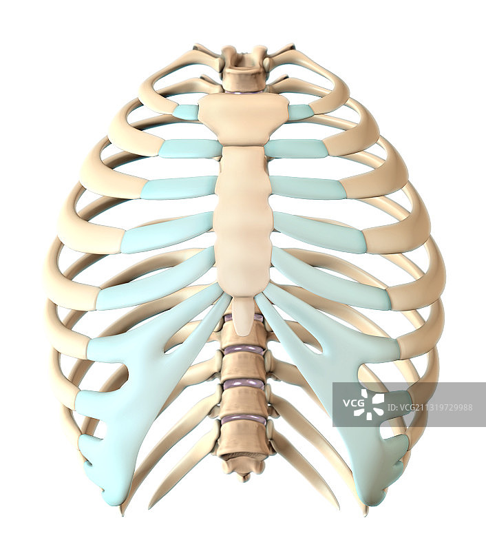 肋骨插图图片素材