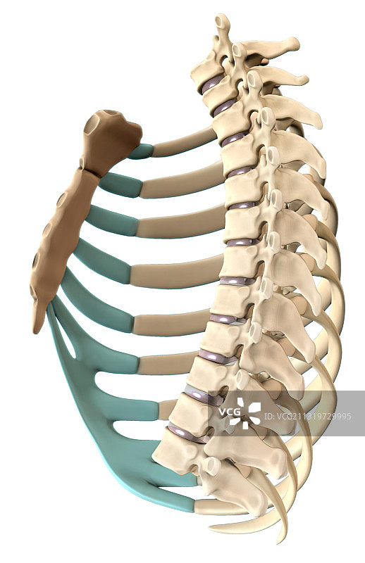 内部肋骨结构插图图片素材