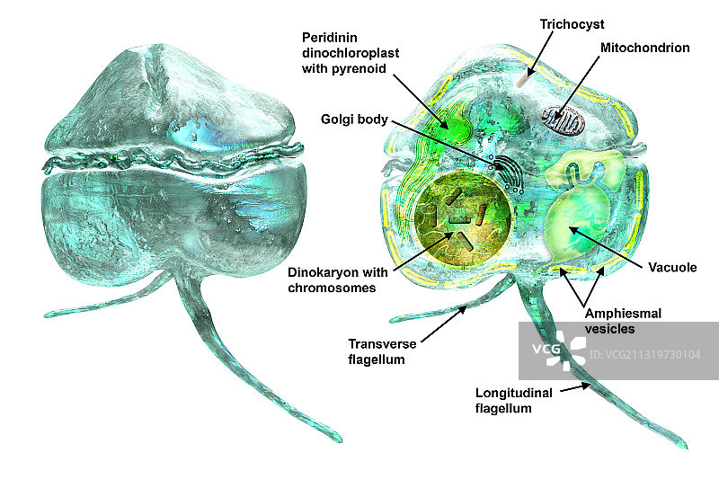 克雷尼亚·布拉维斯插画图片素材