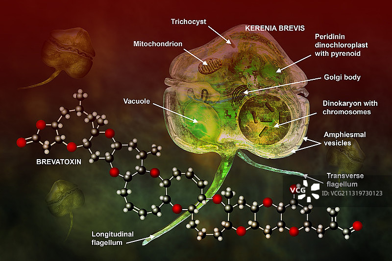 有害藻类褐甲藻和短毒素模型图片素材