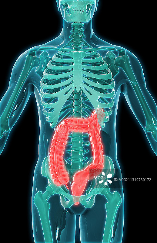 大肠、插图图片素材