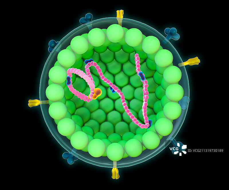 麻疹病毒图示图片素材