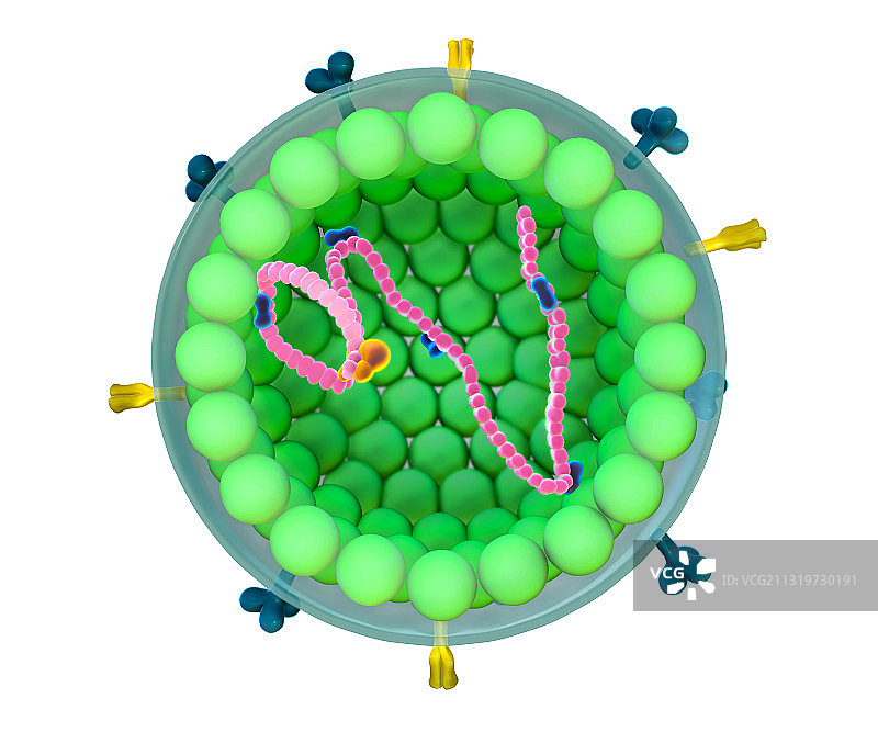 麻疹病毒图示图片素材