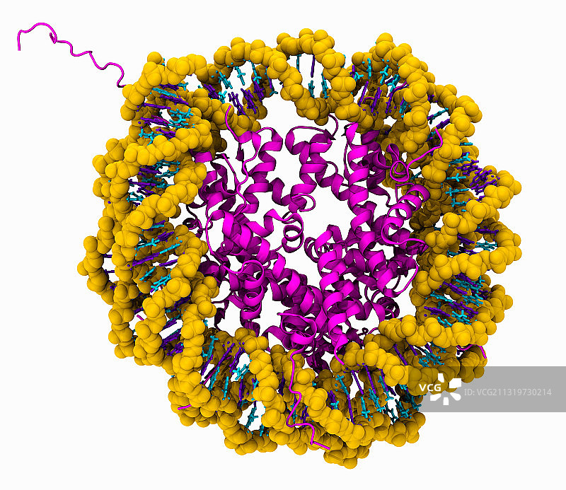 核小体3D模型图片素材