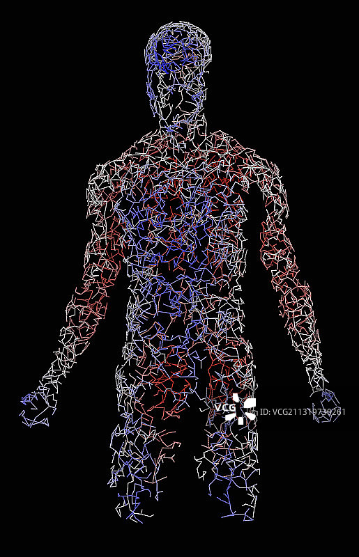 带血管的人体，插画图片素材