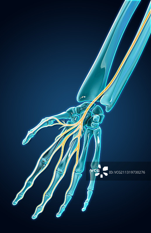 正中神经图示图片素材