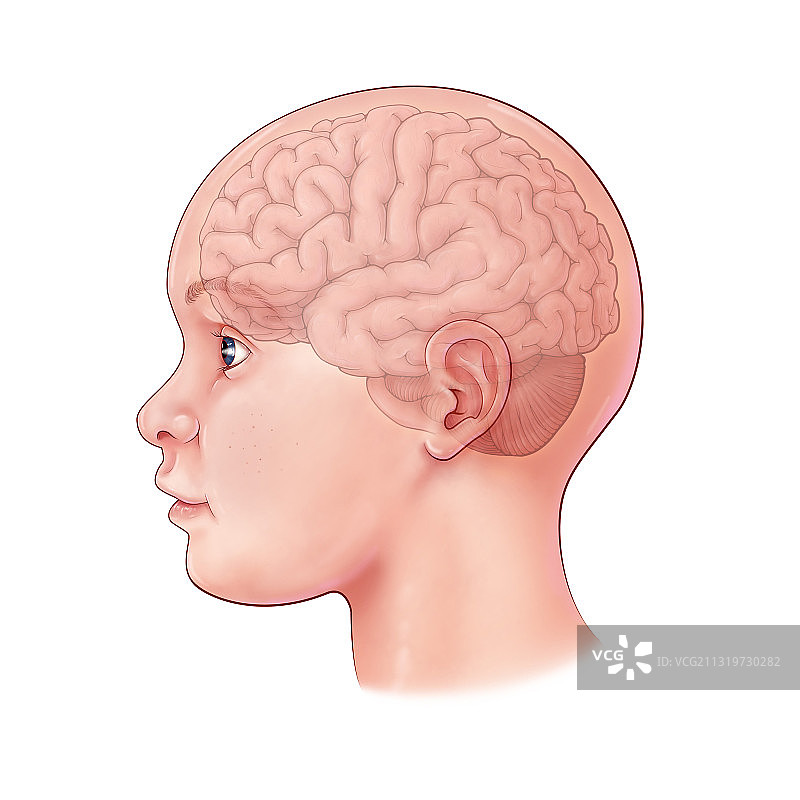 儿童大脑插图图片素材