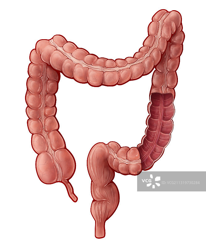 大肠，图示图片素材