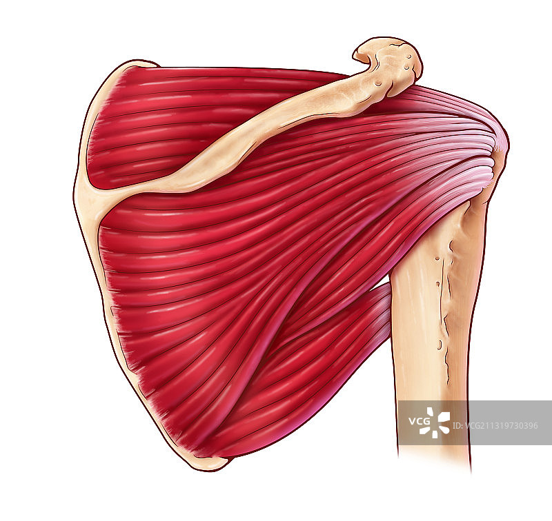 肩部肌肉插画图片素材