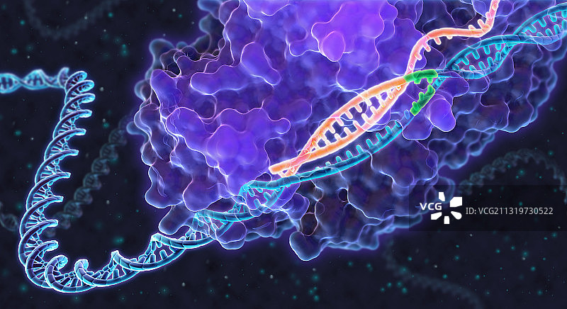 CRISPR基因编辑插图图片素材