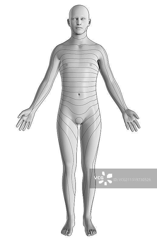 皮节，前视图图片素材