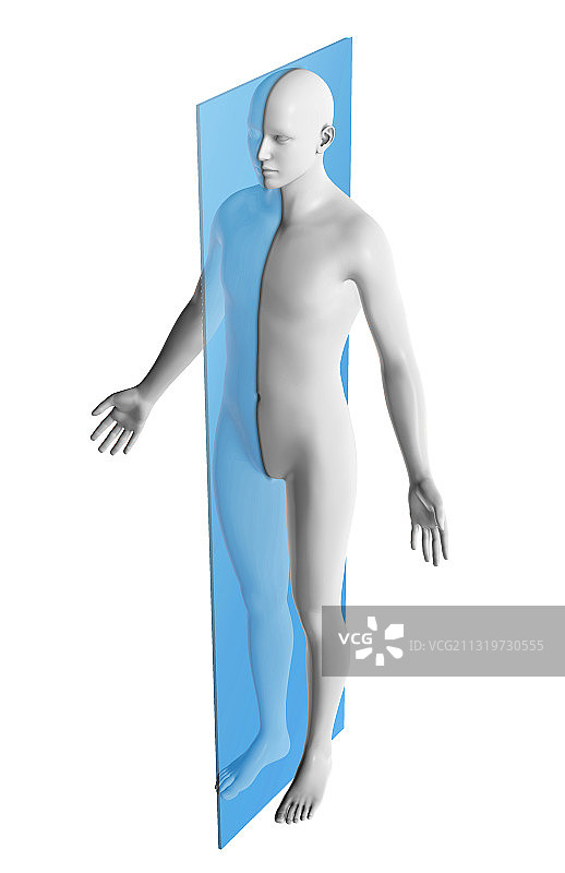 矢状面图片素材