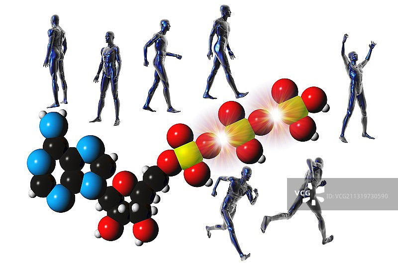 细胞代谢图片素材