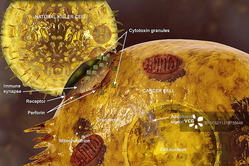 免疫突触，图示图片素材