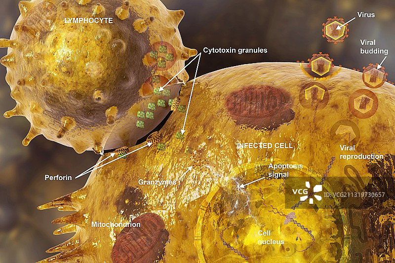 免疫突触，图示图片素材