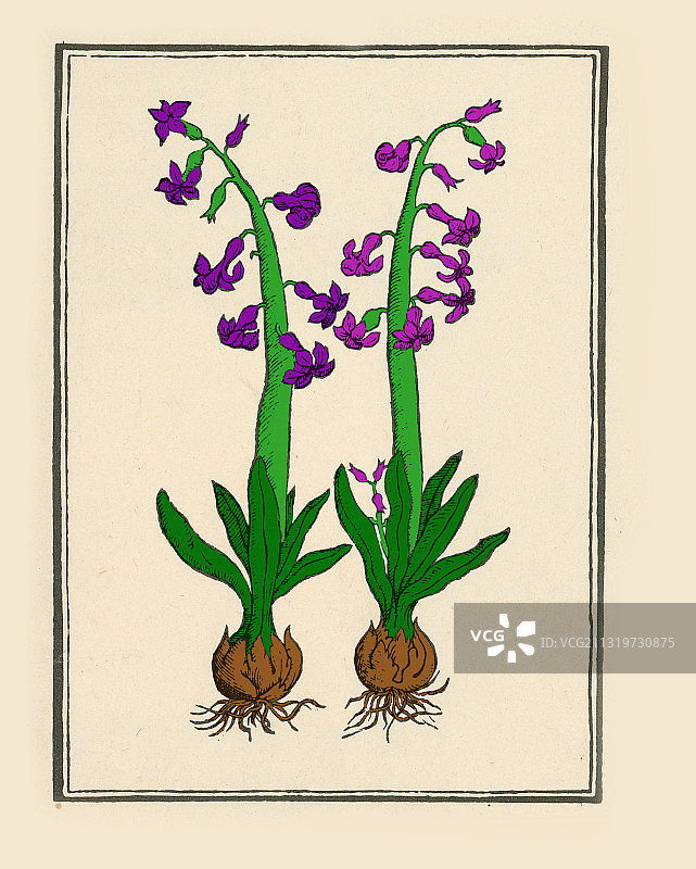 风信子图片素材