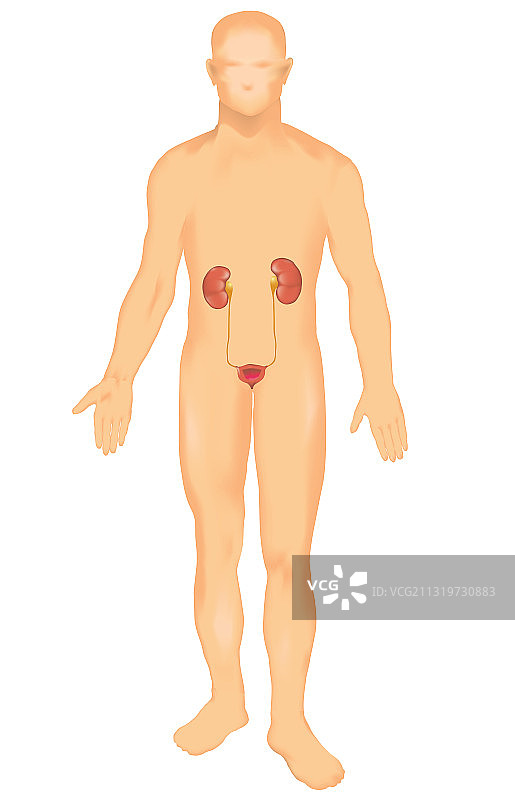 男性肾脏系统图片素材
