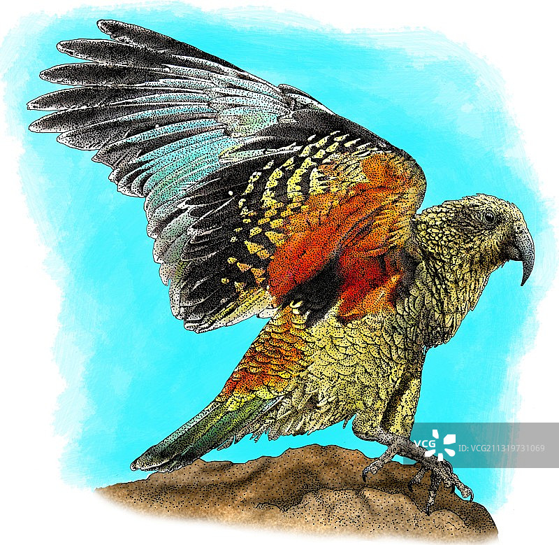 啄羊鹦鹉图片素材